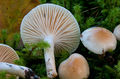 Hygrophorus lindtneri